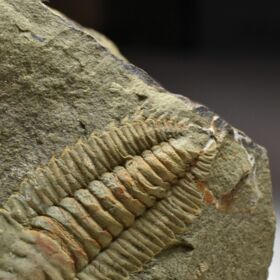 trilobit Hamatolenus vincenti