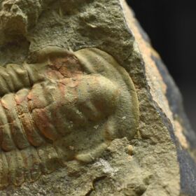 trilobit Hamatolenus vincenti