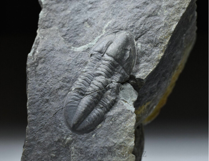 trilobit Phillibole aparethensis richteri