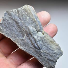 trilobit Phillibole aparethensis richteri