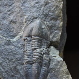 trilobit Phillibole aparethensis richteri