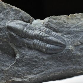 trilobit Phillibole aparethensis richteri