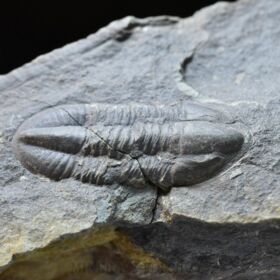 trilobit Phillibole aparethensis richteri