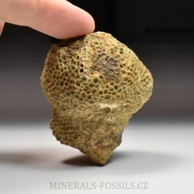zkamenělý korál Favosites forbesi