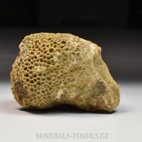 zkamenělý korál Favosites forbesi