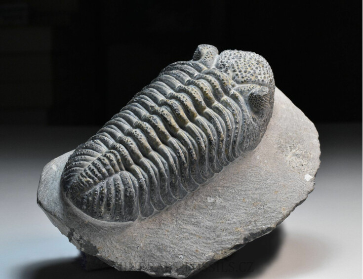 trilobit Drotops megalomanicus