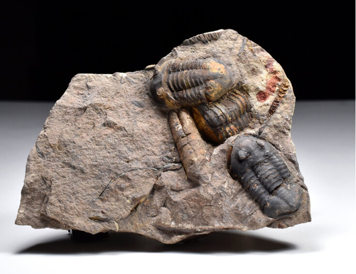 trilobit Asaphus sp.