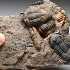 trilobit Asaphus sp.