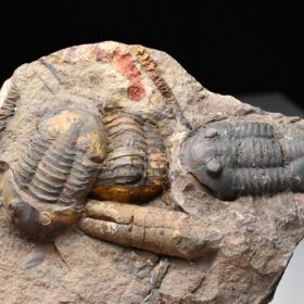 trilobit Asaphus sp.