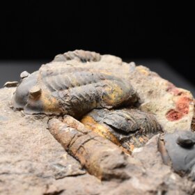 trilobit Asaphus sp.