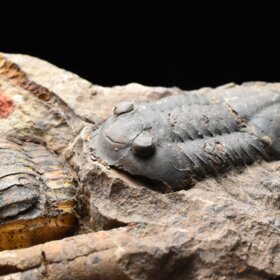 trilobit Asaphus sp.