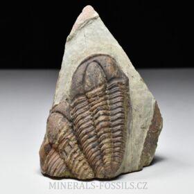 trilobit Bailiella sp.