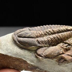 trilobit Bailiella sp.