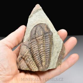 trilobit Bailiella sp.