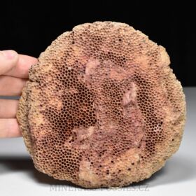 zkamenělý korál Favosites sp.