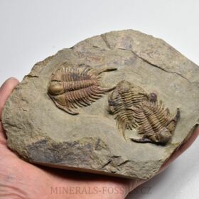 trilobit Foulonia sp.