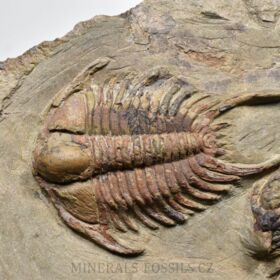 trilobit Foulonia sp.