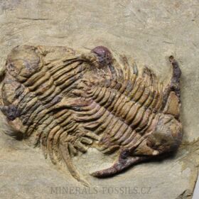 trilobit Foulonia sp.