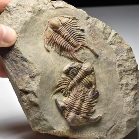 trilobit Foulonia sp.