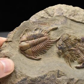 trilobit Foulonia sp.