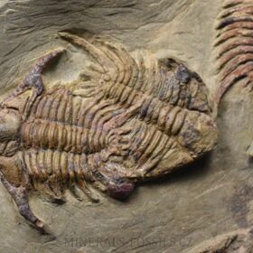 trilobit Foulonia sp.