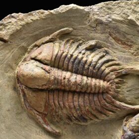 trilobit Foulonia sp.