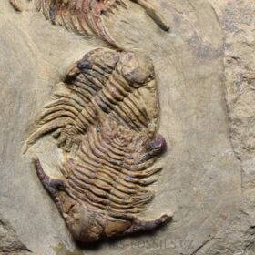 trilobit Foulonia sp.