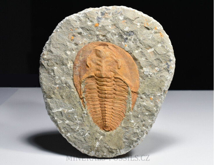trilobit Cambropallas telesto