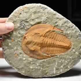 trilobit Cambropallas telesto