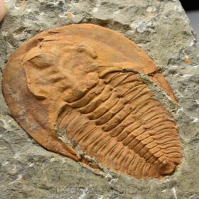 trilobit Cambropallas telesto