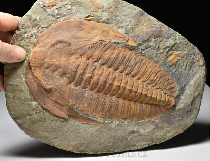 trilobit Cambropallas telesto