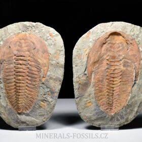 trilobit Cambropallas telesto