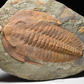 trilobit Cambropallas telesto