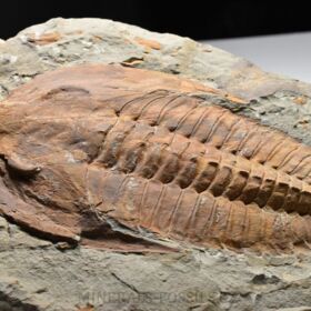 trilobit Cambropallas telesto