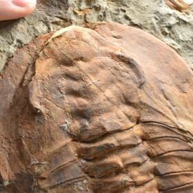 trilobit Cambropallas telesto