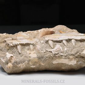 čelist ryboještěra - Halisaurus
