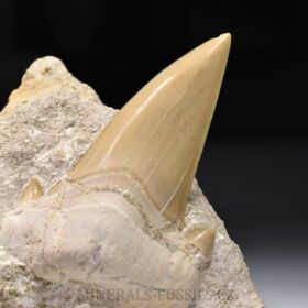 zub obrounovitého žraloka - Otodus obliquus