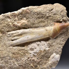 osten pilouna - Onchosaurus marocanus