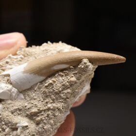 zub ryboještěra - Zarafasaura oceanis