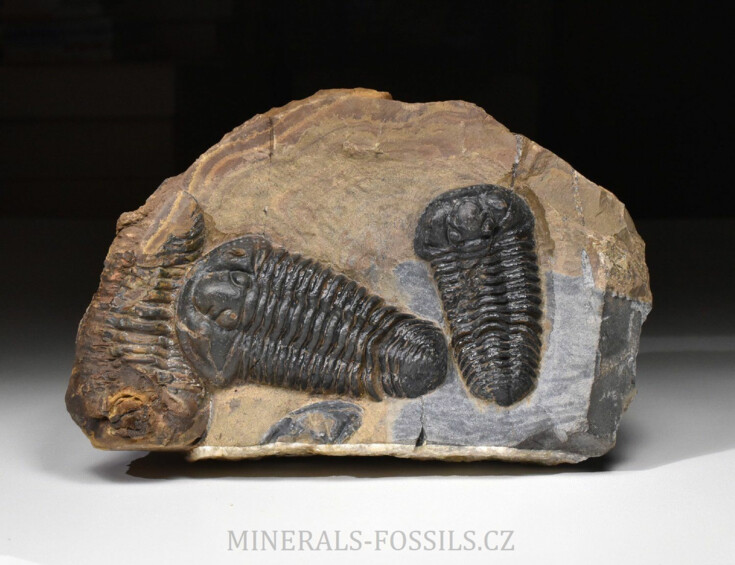 trilobit Calymene sp.