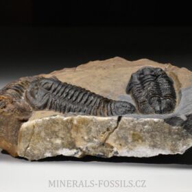 trilobit Calymene sp.