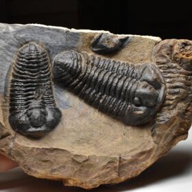 trilobit Calymene sp.