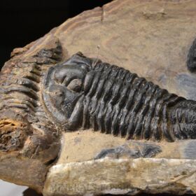 trilobit Calymene sp.