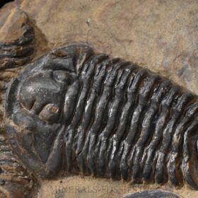 trilobit Calymene sp.