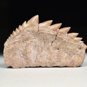 zub  žraloka - Notidanodon loozi