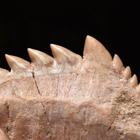 zub  žraloka - Notidanodon loozi