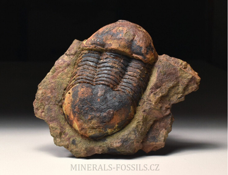 trilobit Ectillaenus benignensis