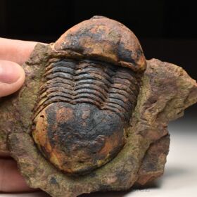 trilobit Ectillaenus benignensis