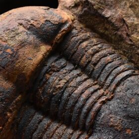 trilobit Ectillaenus benignensis