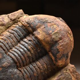 trilobit Ectillaenus benignensis